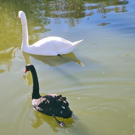 L'Isola Aer B&B Lesina Εξωτερικό φωτογραφία